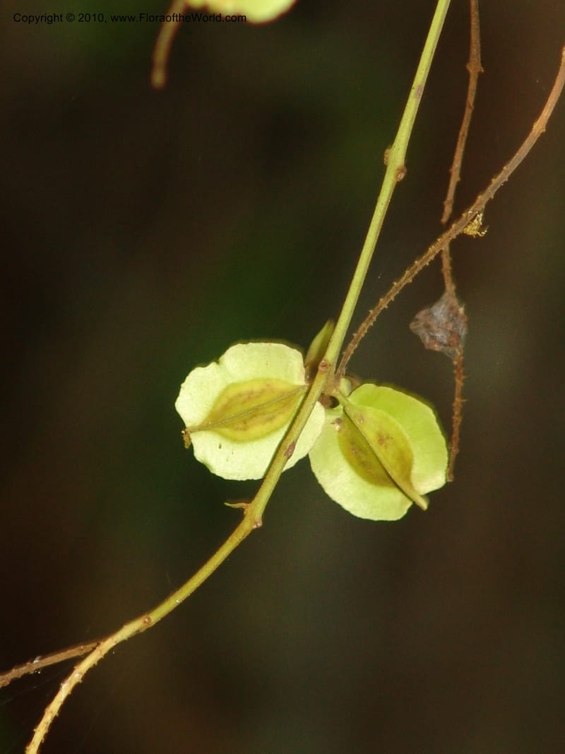 Combretum fruticosum, R. Ramirez D. xx--MX. Jalisco. Res. Las Joyas, La Manzanilla. 1 Aug 2007. 175 (5).jpg