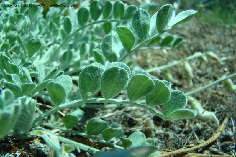 Astragalus purshii, C. Davidson 11372--Idaho. Idaho Co. Salmon River. Polly Bemis Ranch. 27 May 2009. 129.jpg