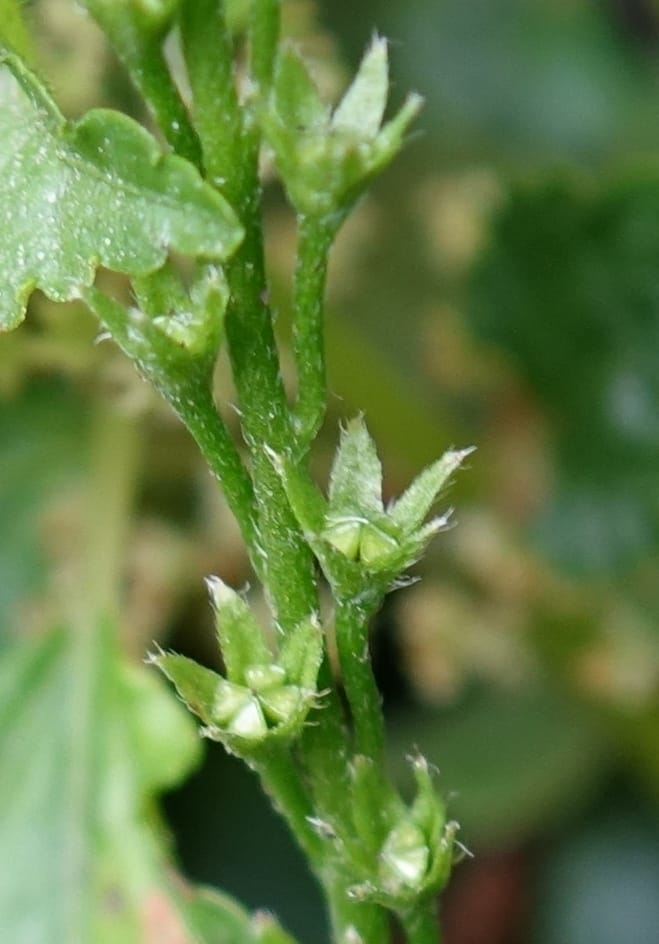 Trigonotis formosana, Tseng Yu-Hsin 1317--Taiwan. SW of Nanshan on highway 7. 20 May 2016. DSC03339 (82).JPG