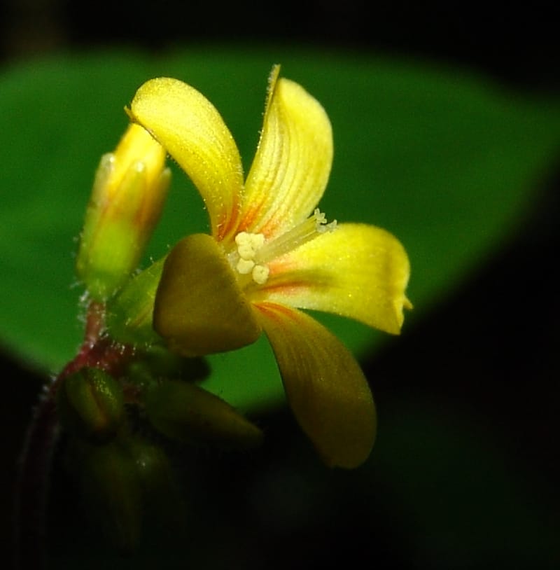 Oxalis, Croat94404--Ecuador. Prov. Pichincha. Res. Guaycuyacu. 10 Feb 05.  059.jpg