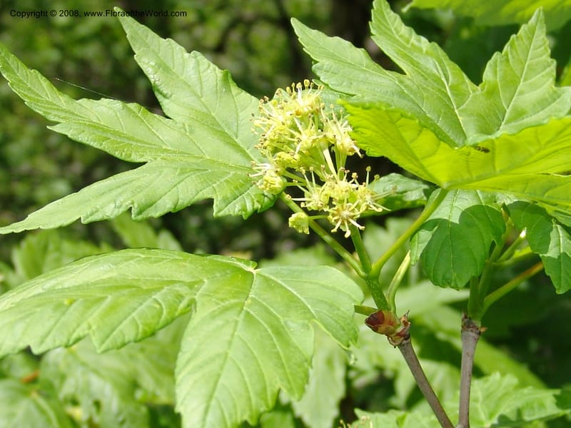 Acer trautvetterii--Georgia. 2 km S of Bakuriani, rd to Khrats'koros. 6 Jun 05. 380.jpg