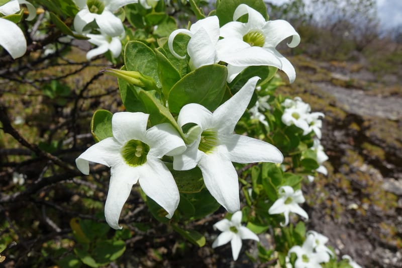 Anthocercis viscosa, Davidson, C 13498--Australia. W. A. Two People's Bay Nat. Res. 29 Oct 2016. DSC06475 (133).JPG