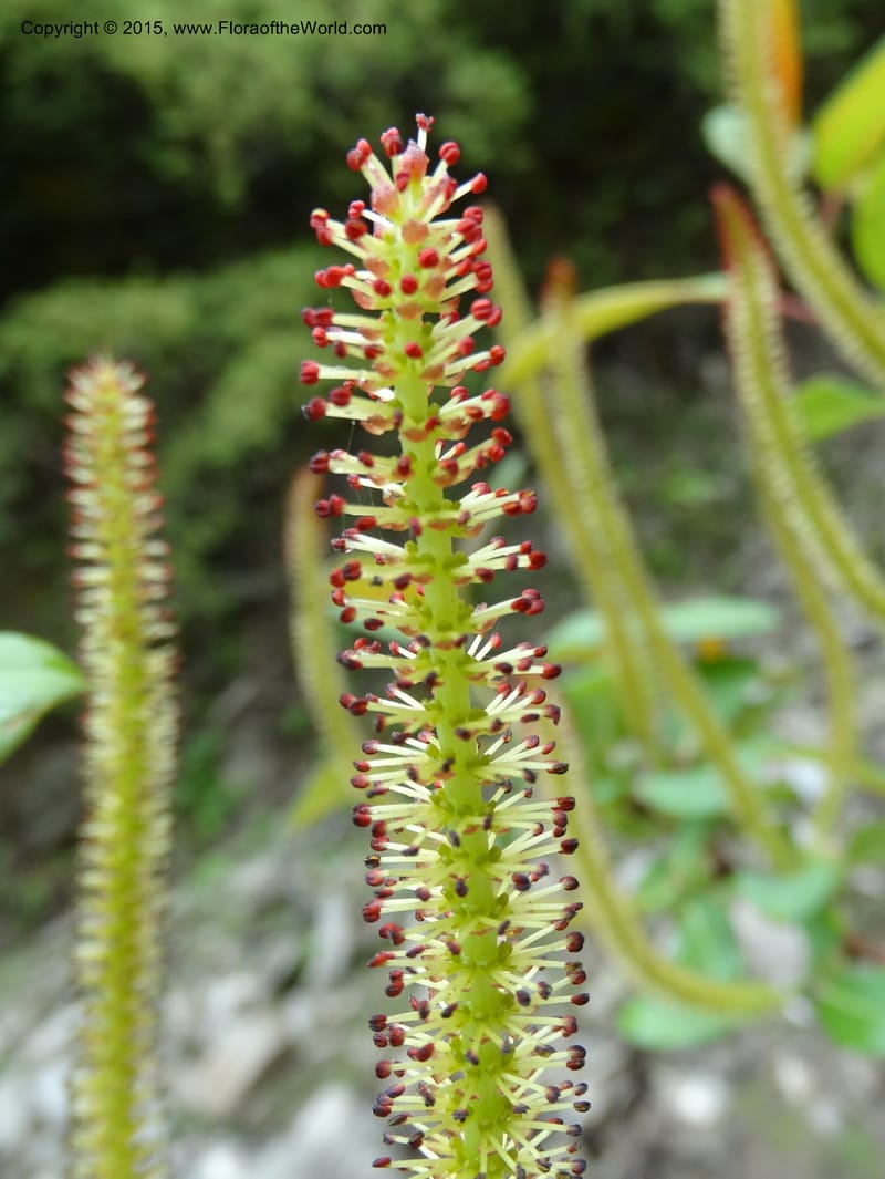 Salix, Boufford, D 43739--China. Sichuan. XinZhaZi Gou. 14 May 2014. DSC06426 (21).JPG