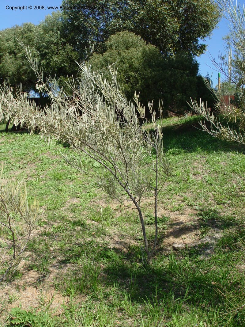 Acacia brachystachya, 1999.01639--Spain. Barcelona Botanic Garden. 21 Apr 04. 054.jpg