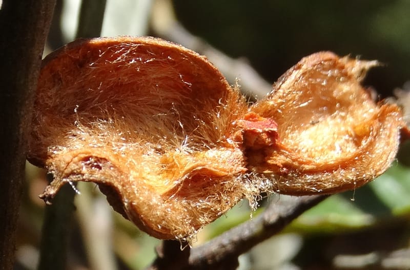 Lepidocupania lepidota, Callmander, M 1239--New Caledonia. Mont Dzumac. 12 Nov 2015. DSC01563 (355).JPG