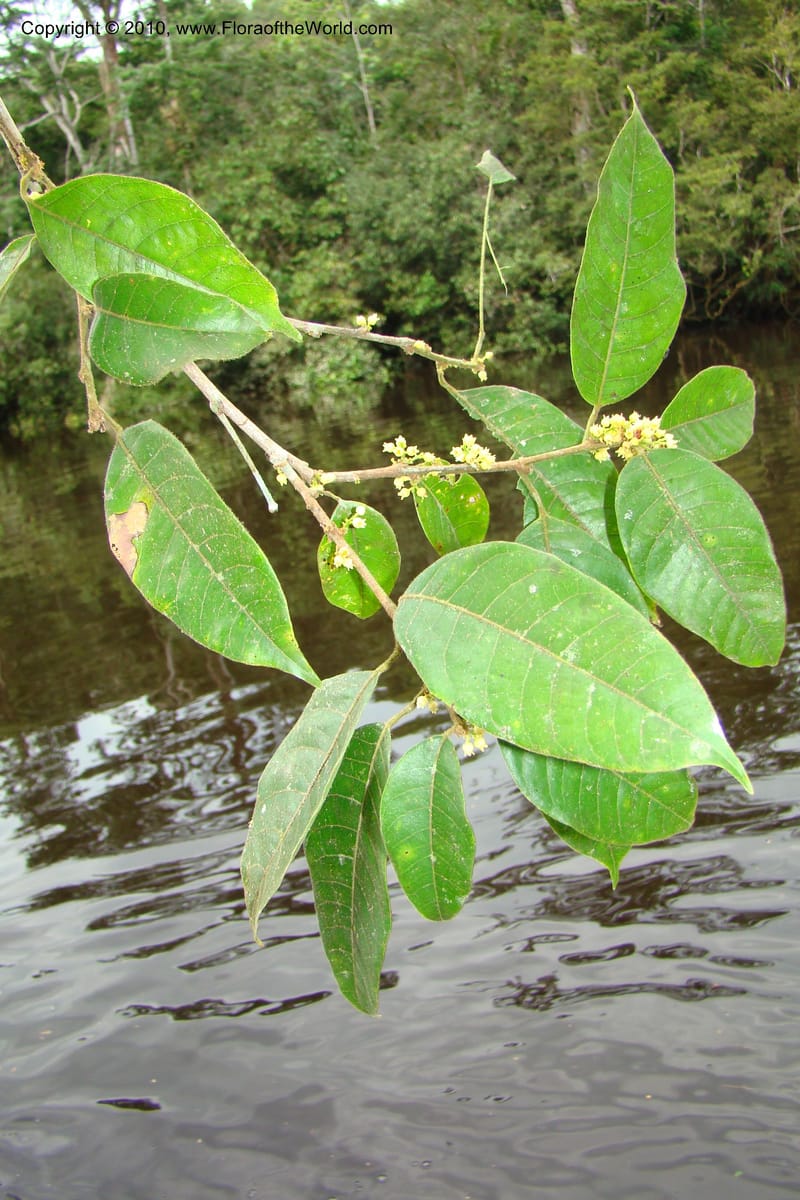 Protium, RVasquez34858--Peru. Loreto. Dist. Nauta. Qbda Nawapa, Rio Tigre. 11 Nov 08. 366.jpg