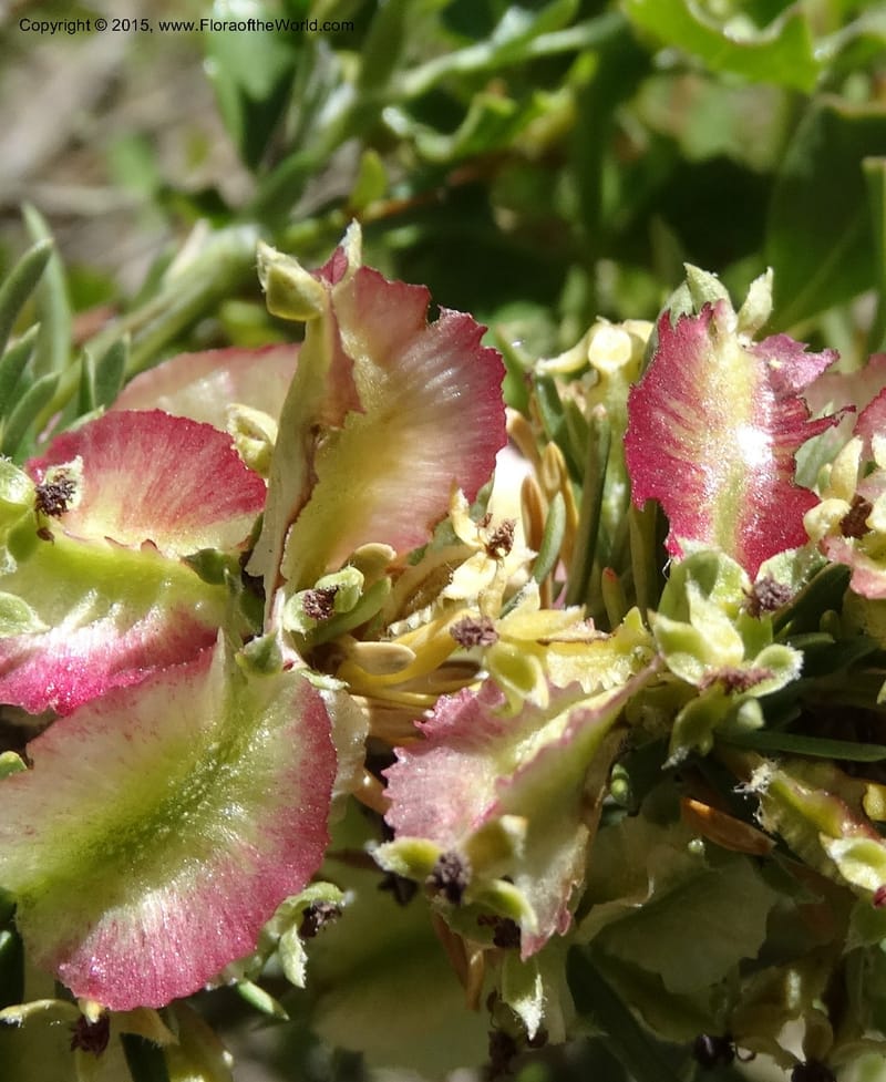 Tetraglochin alatum, Davidson, C 12788--Chile. Ruta 115, to Laguna del Maule. 24 Nov 2014. DSC07486 (292).JPG