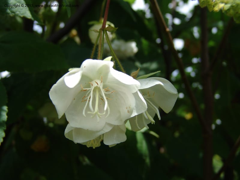 Dombeya torrida--Kenya. Egerton Univ. Bot. Gard, Njoro. 10 July 04. 035.jpg