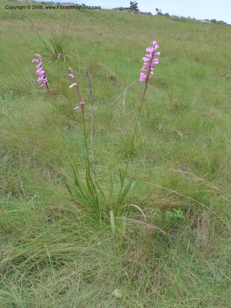 Watsonia densiflora--So.Africa. E. Cape. Umtamvuna Nat. Res. 11 Mch 05. 394.jpg