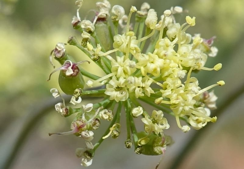 Lomatium nudicaule, C. Davidson 13561--ID. Blaine Co. Rock Creek Preserve. TNC. 14 May 2017. DSC00477 (67).JPG