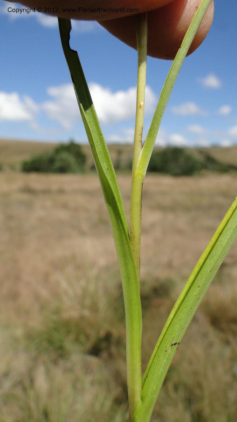 Habenaria simplex, N. Manjato 173--Madagascar. E of Ambositra toward Antoetra. 2 May 2010 151 (31).jpg