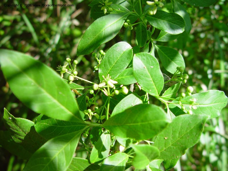 Euonymus europaeus --Italy. Abruzzo. Res. Torino di Sangro. 5 May 03. 079.jpg