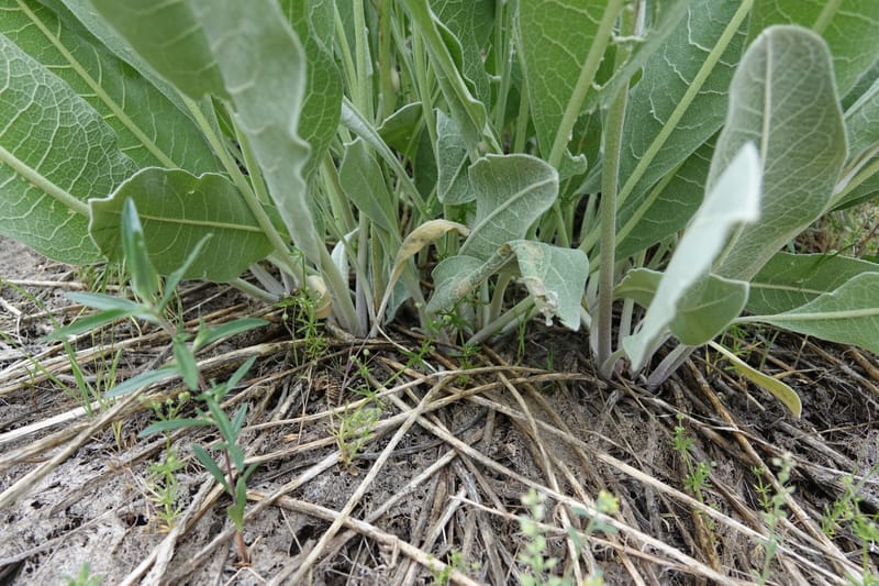 Wyethia mollis, C. Davidson 13616--CA. Modoc Co. Warner Mts. Hwy 299. 7 June 2017. DSC01455 (29).JPG
