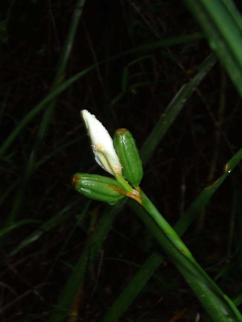 Dietes grandiflora--So.Africa. E. Cape. Umtiza Nature Res.. 7 Mch 05. 057.jpg