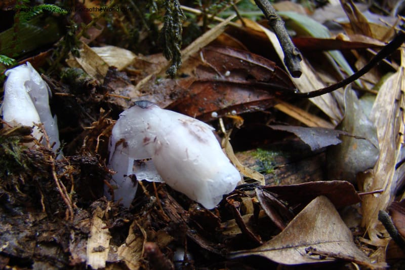 Monotropa uniflora, Regalado 1652--Viet Nam. Lao Cai Prov. Sa Pa Distr. Hoang Lien Son. 6 Apr 09. 347 (14).jpg