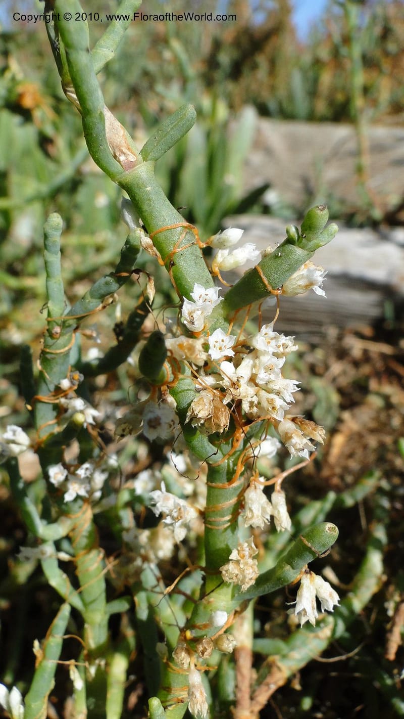 Cuscuta salina, C. Davidson 11802--CA. Alameda Co. Radio Beach, N of Bay Bridge toll plaza. 2 Sept 2010. 220 (25).jpg
