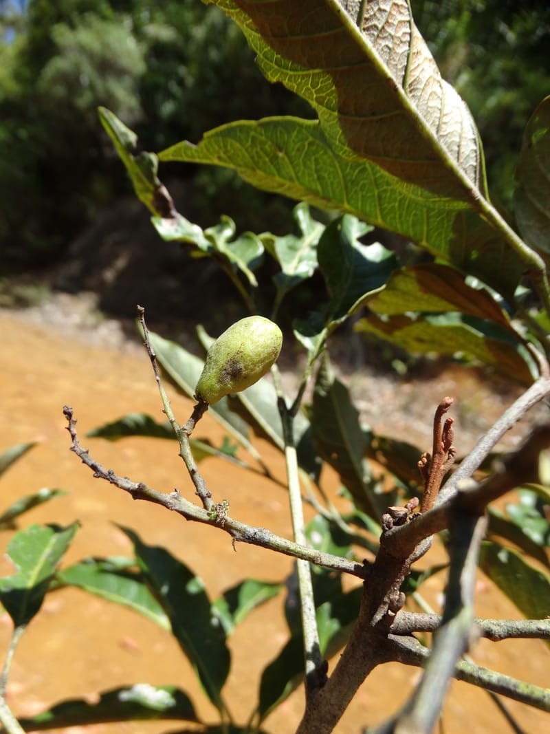 Lepidocupania lepidota, Callmander, M 1239--New Caledonia. Mont Dzumac. 12 Nov 2015. DSC01563 (345).JPG