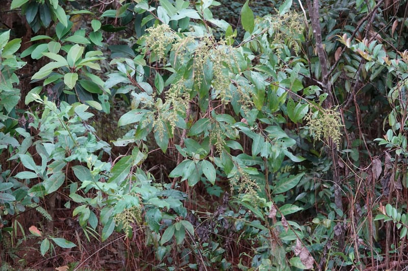 Wendlandia ligustrina, D. Boufford 44129--China. Yunnan. Meizi Lake Park. 3 May 2018. DSC01424 (242).JPG