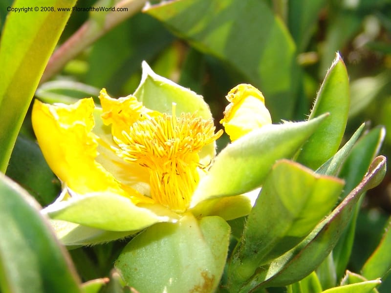 Hibbertia scandens, 77.74--CA. UC Santa Cruz Arboretum.  1 Jul 06. 142.jpg