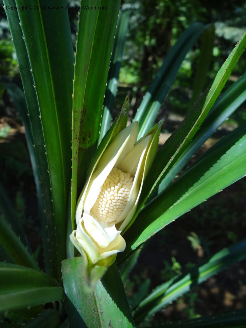 Pandanus fusinus, Buerki, S 335--Malaysia. Sabah. Tahan Niaga Plantation. 8 Apr 2012. 5 (7).JPG
