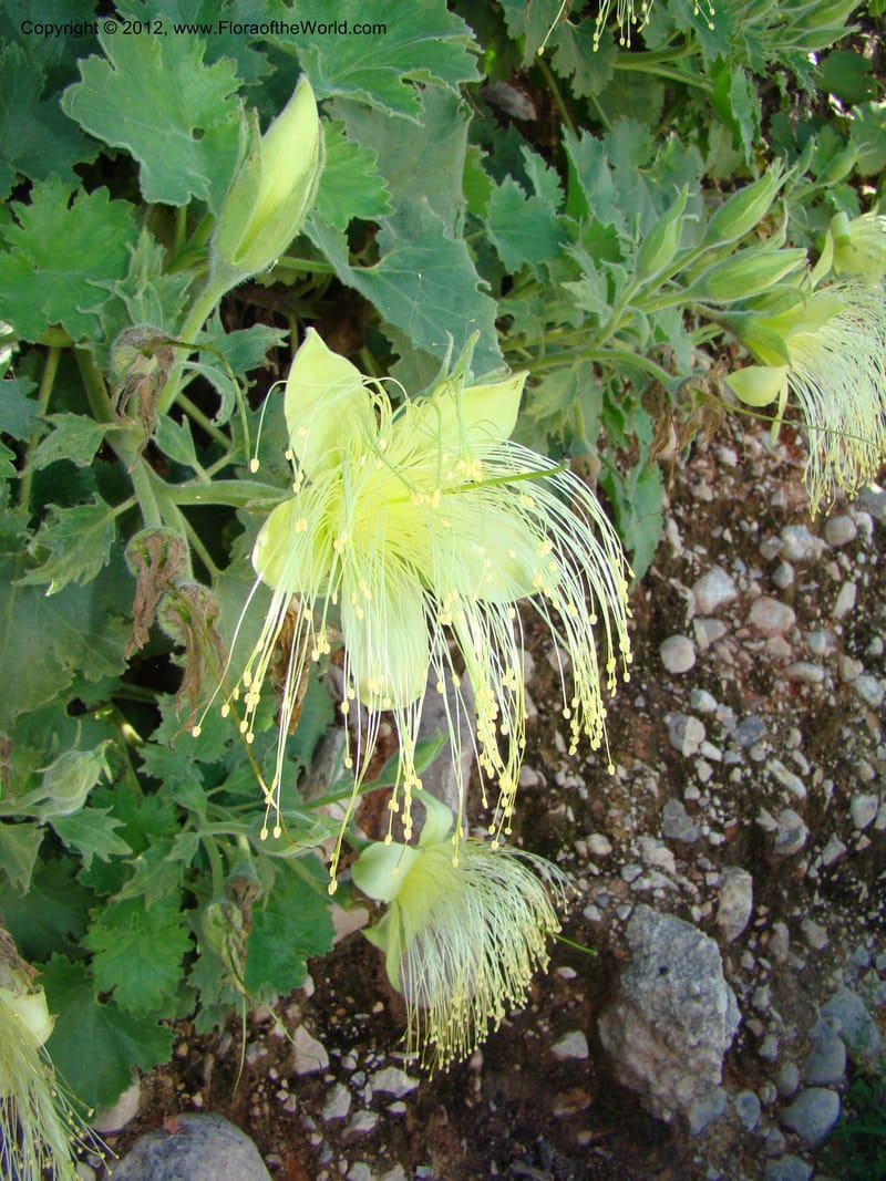 Eucnide grandiflora, N. Martinez M. 2390--MX. Oaxaca. Dto. Cuicatlan. Cta. a Jocotepac. 10 Sep 08. 138 (24).jpg