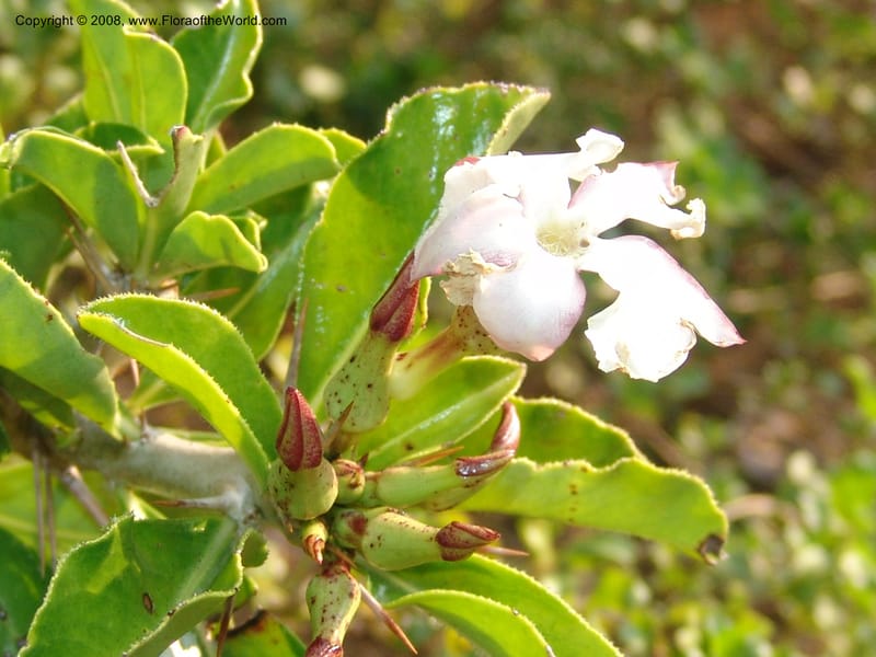 Pachypodium saundersii--So.Africa. Lowveld Nat. Bot. Gard. 14 Mch 05. 266.jpg