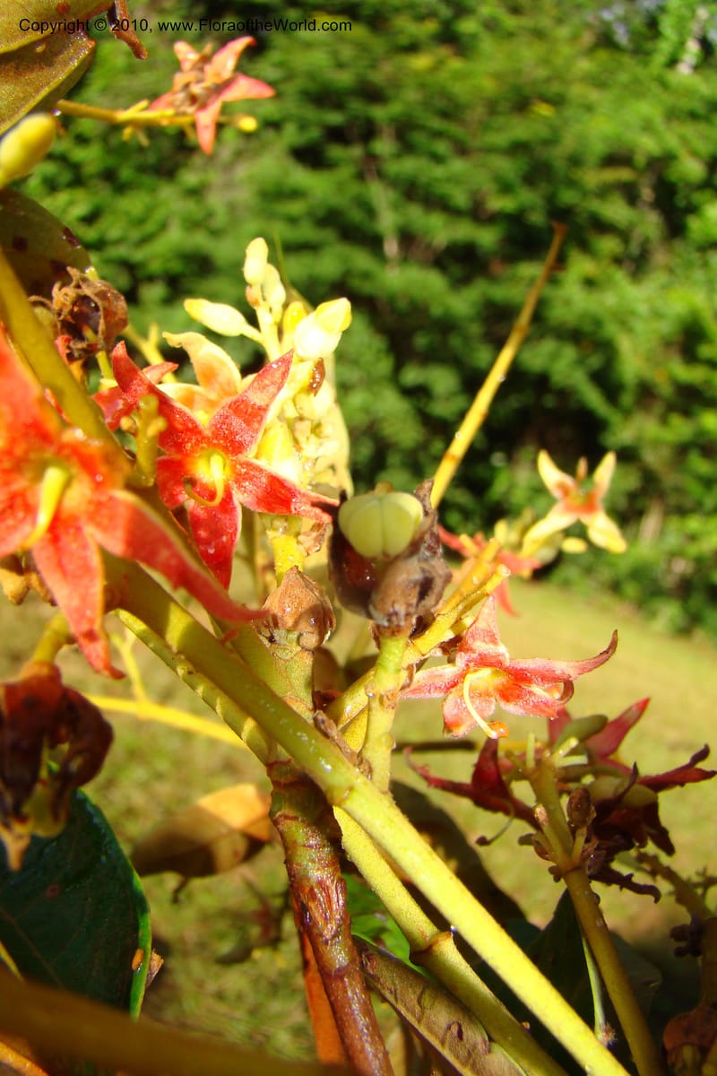 Sterculia villifera, Mori, 27339--French Guiana. Les Nouragues Station. 27 Oct 09. 059.jpg