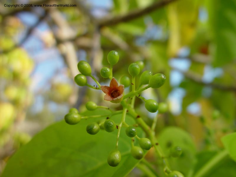 Sterculia ceramica, DF 235 M--FL. Fairchild Tropical Gard. 16 Jan 03. 025.jpg