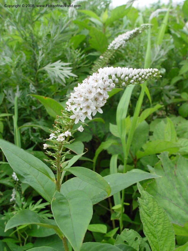 Lysimachia clethroides--Japan. Honshu. Shiga Pref. Ibukiyama. 18 Jul 03. 034.jpg