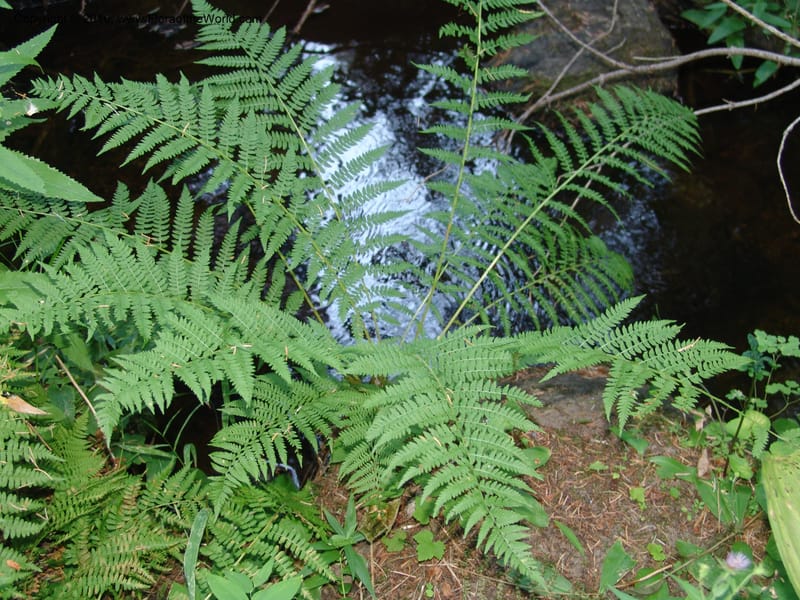 Athyrium felix-femina (L.)Mertens, CDavidson11135--ID. Valley Co. Payette Lake.  Sylvan Beach.  29 Jul 07. 006.jpg