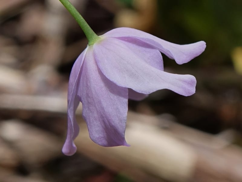 Ranzania japonica--Japan. Myoko Kenmin-no-mori. Hiuchiyama Trial. 27 May 2016.  (169).JPG