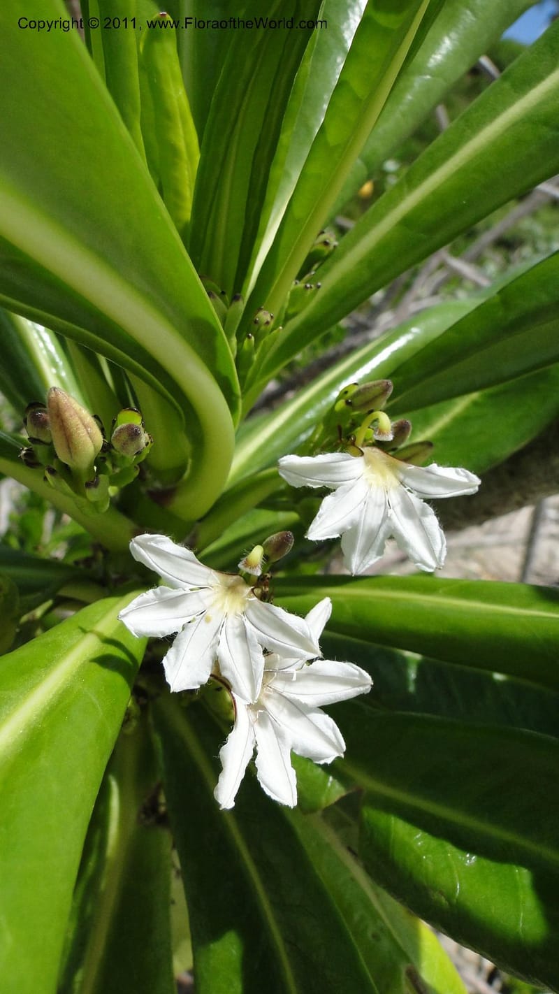 Scaevola taccada, R. Gereau 7169--Tanzania. Beach near Bagamoyo Country Club. 8 May 2010. 209 (34).jpg