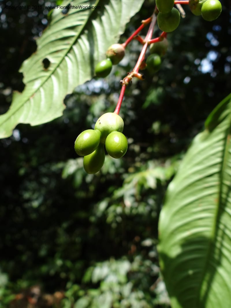 Ouratea, Hammel 26102--Costa Rica. Road into Ranchos Tinamu. 3 Mar 2012. DSC03548 (51).JPG