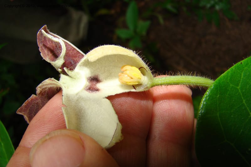 Aristolochia, R. Vasquez 34914--Peru. Loreto. Dto. Parinari. Tacshacocha. R. Samiria. 14 Nov 08. 021.jpg
