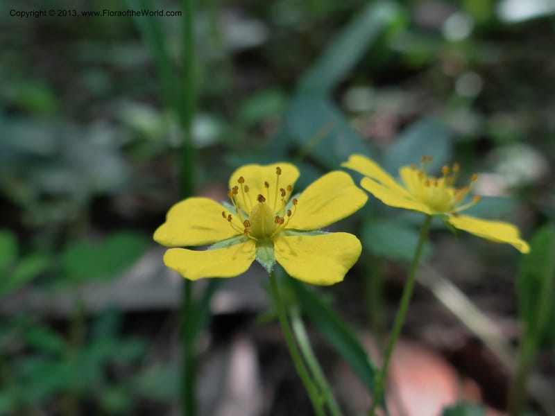 Potentilla kleiniana, Li Pan 1205278--China. Zhejiang Prov. Shunxi Village. 28 May 2012. DSC00347 (310).JPG