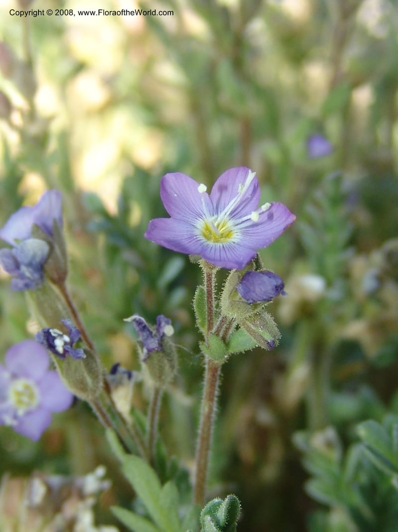 Polemonium pulcherrimum, CDavidson11098--ID. Idaho Co. Dredge ponds W of Warren. 8 Jul 07. 121.jpg