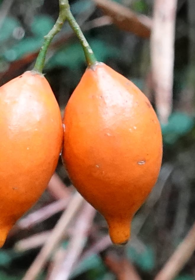 Tabernanthe iboga, C. Davidson 13949--Gabon. Mondah. Arb Raponda Walker. 4 Nov 2018. DSC01949 (61).JPG