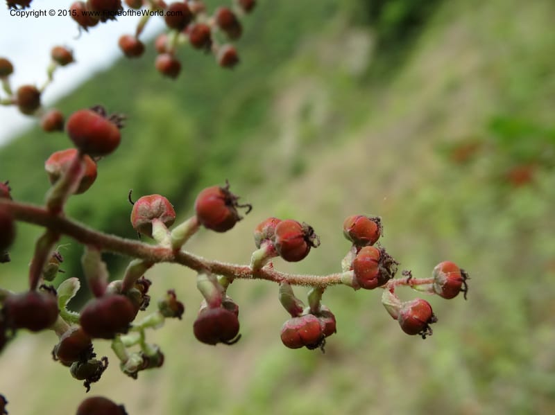 Coriaria nepalensis, Boufford, D 43590--China. Sichuan. Tudiling Tunnel. 6 May 2014. DSC03860 (106).JPG