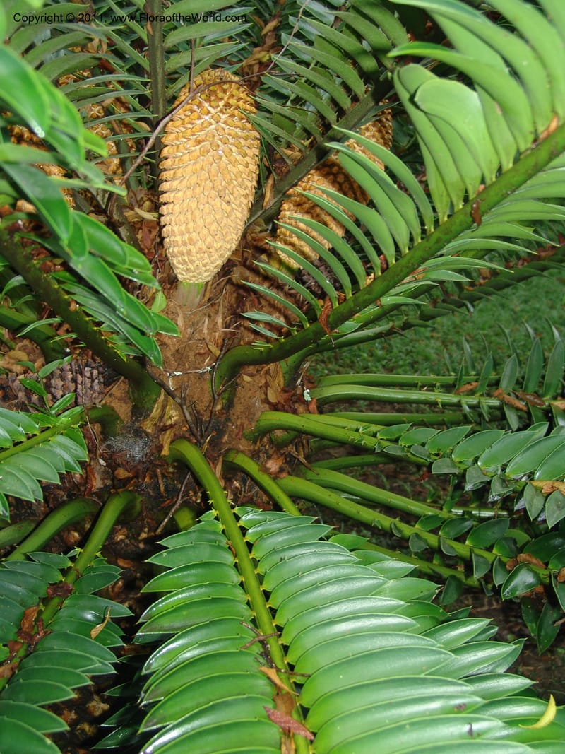Encephalartos natalensis--So.Africa. Lowveld Nat. Bot. Gard. 14 Mch 05. 024.jpg