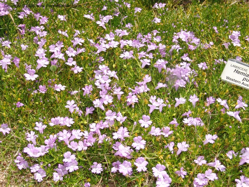 Hemiandra pungens, 77.77--CA. UC Santa Cruz Arboretum.  1 Jul 06. 149.jpg