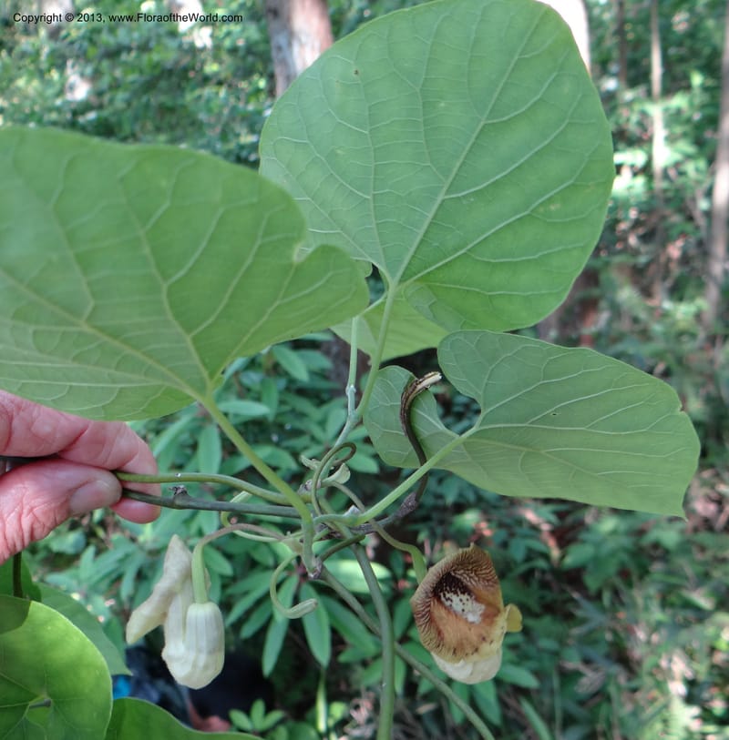 Aristolochia sp. unk, Li Pan 1205292--China, Zhejiang, 29 May 2012 0352 (15).JPG