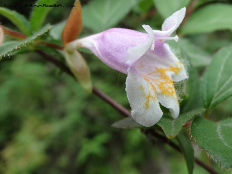 Abelia macrotera, Boufford, D 43692--China. Sichuan. LongDongZhen on Rd. to LeiYuan Shan. 13 May 2014. DSC05860 (179).JPG