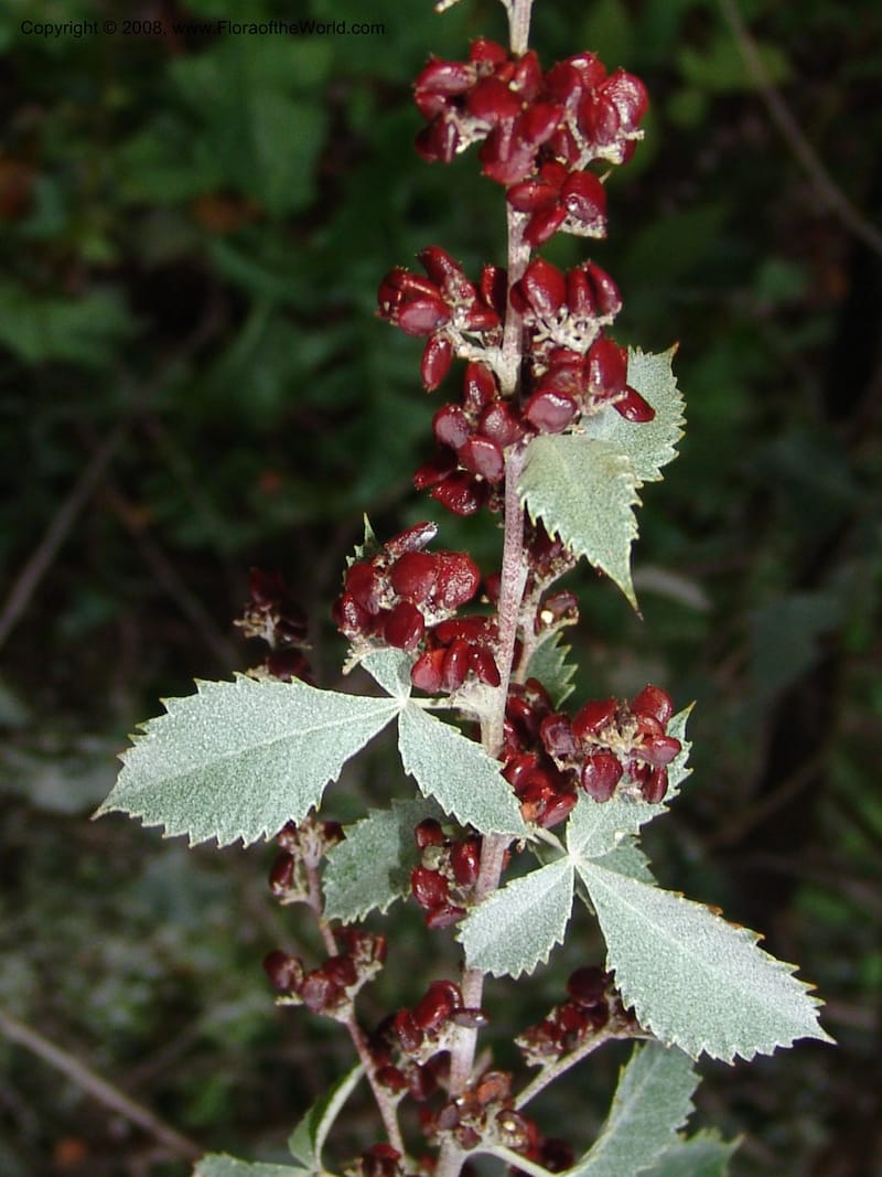 Rhus bartophylla--So.Africa. Lowveld Nat. Bot. Gard. 14 Mch 05. 328.jpg