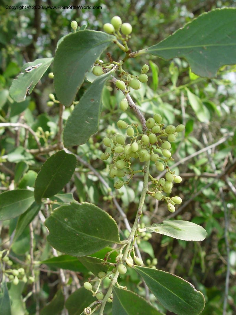 Cordia caffra--So. Africa. KwaZuluNatal. Hluhluwe Game Res. 30 Sep 03. 038.jpg