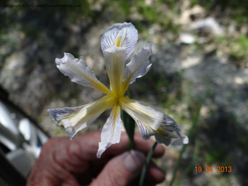 Iris tenuissima, Davidson, C 12132--USA, California, Nevada Co. 19 Apr 2013  0111 (1).JPG