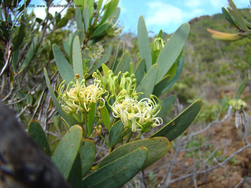 Stenocarpus, JMunzinger4738--New Caledonia. Poum Mine. 13 Nov 07. 054.jpg