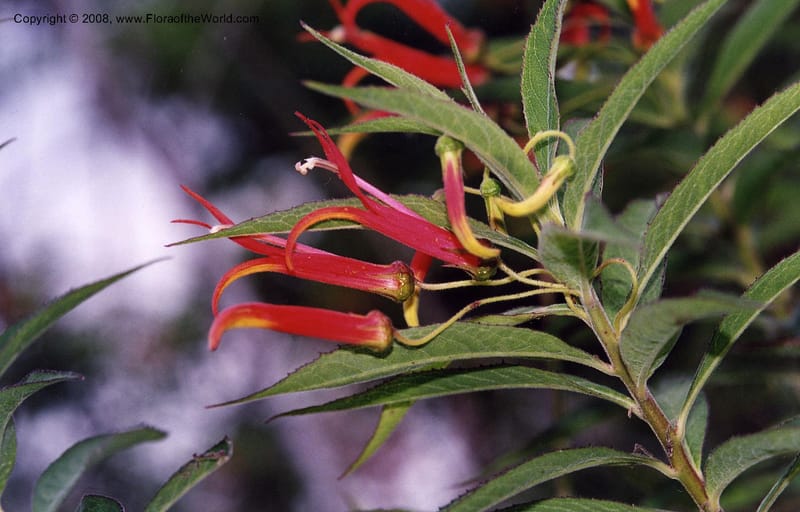 Lobelia laxiflora, not coll.--MX. Veracruz. Volcan San Martin. 25 May 01. 002.JPG