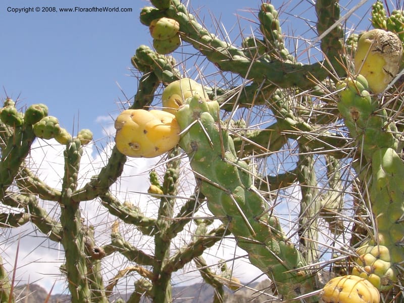 Opuntia subulata--Bolivia. La Paz. Jardin Botanico La Paz. 3 Dec 04. 132.jpg