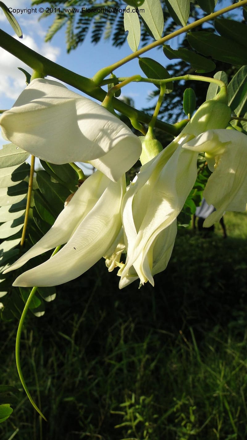 Sesbania grandiflora, Gereau--Tanzania. Univ. of Dar es Salaam. 9  May 2010 367 (27).jpg