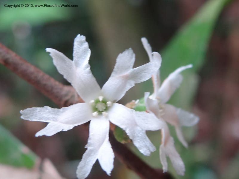 Erycibe, SAN.153261--Malaysia, Sabah. Kebun Cina. 12 Apr 2012. DSC08450 (19).JPG